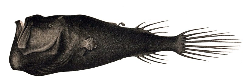 Ceratias holboelli