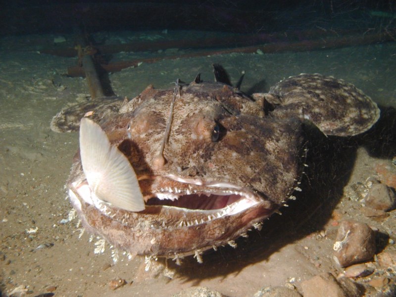 Европейский удильщик морской чёрт