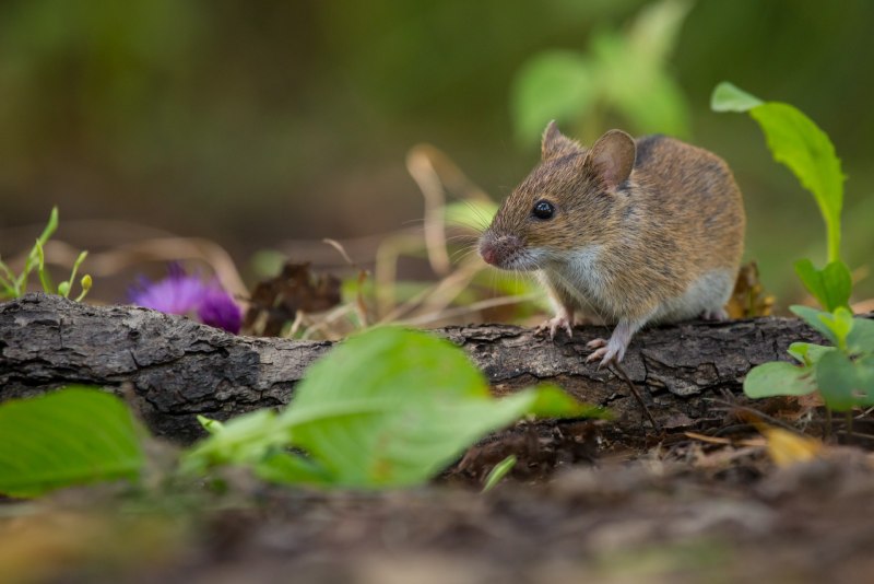 Лесная мышь (Apodemus sylvaticus)