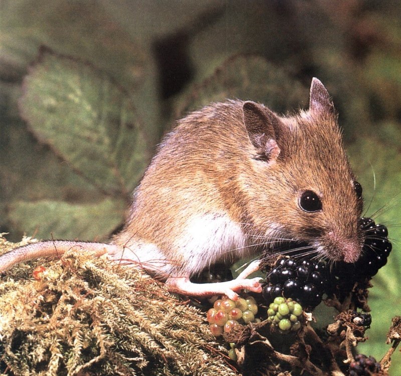 Лесная мышь (Apodemus sylvaticus)