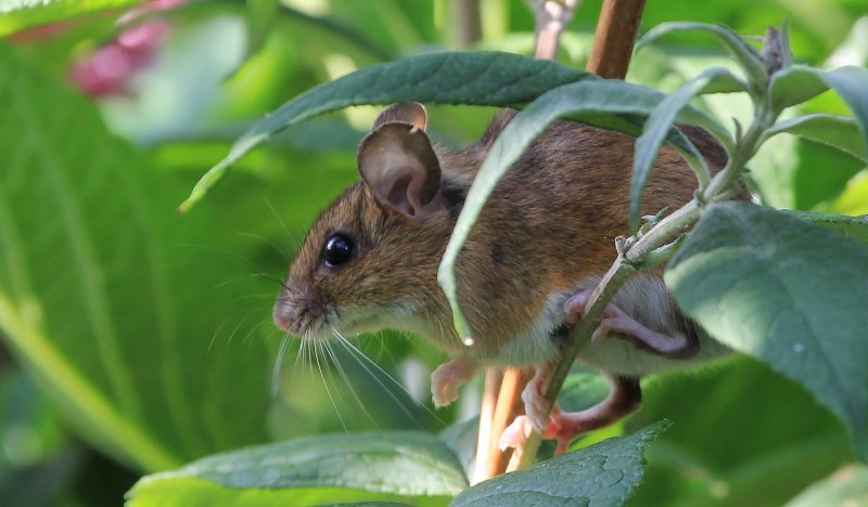 Apodemus uralensis