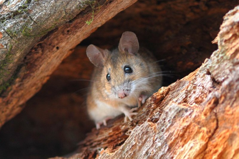 Лесная мышь (Apodemus sylvaticus)