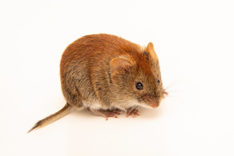 Clethrionomys rutilus