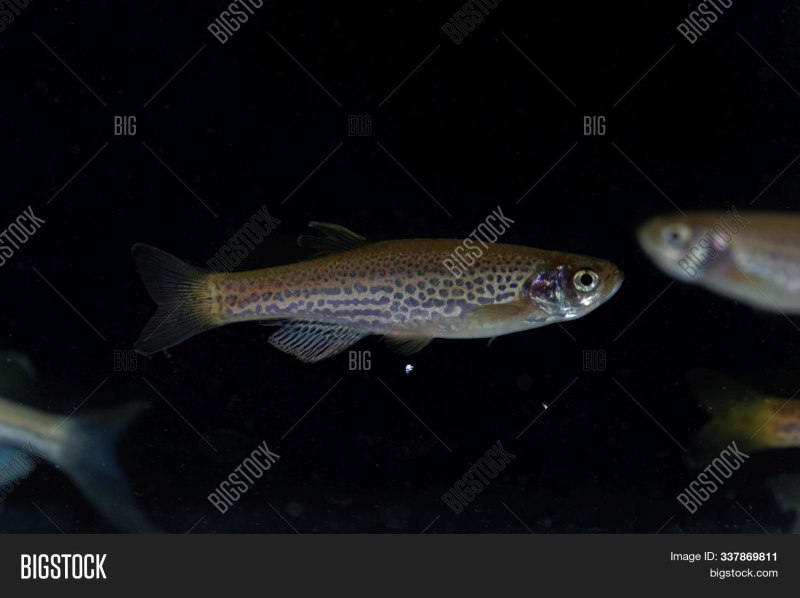 Danio rerio на белом фоне
