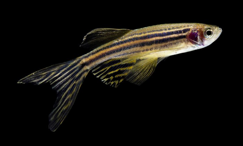 Данио рерио (Danio rerio) m (3-4 см)