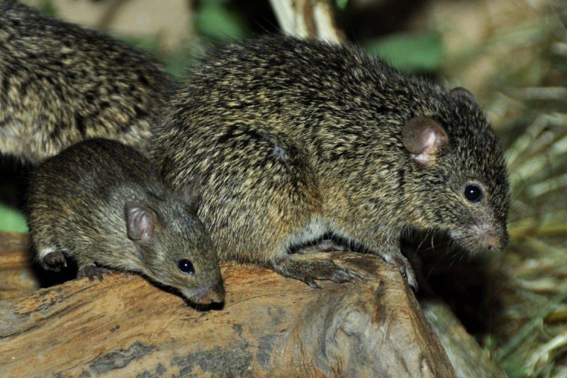 Arvicanthis niloticus