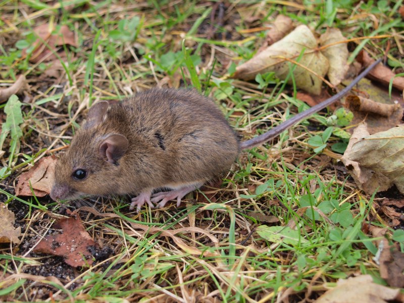 Лесная мышь (Apodemus sylvaticus)