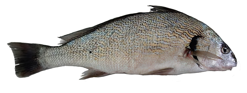 Umbrina cirrosa рыба