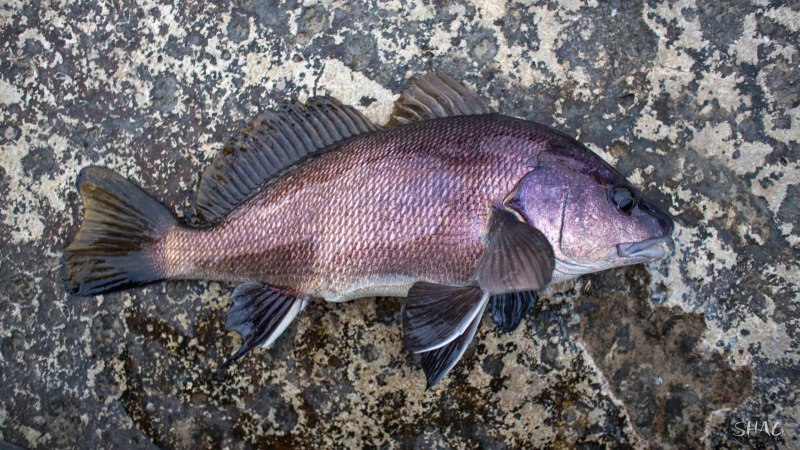 Горбыль рыба черное море
