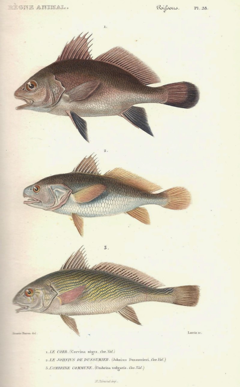 Umbrina cirrosa