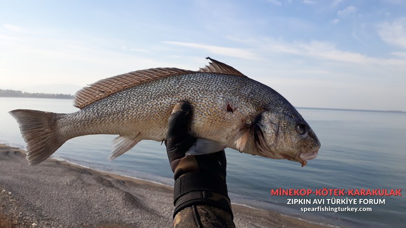 Minekop baliği