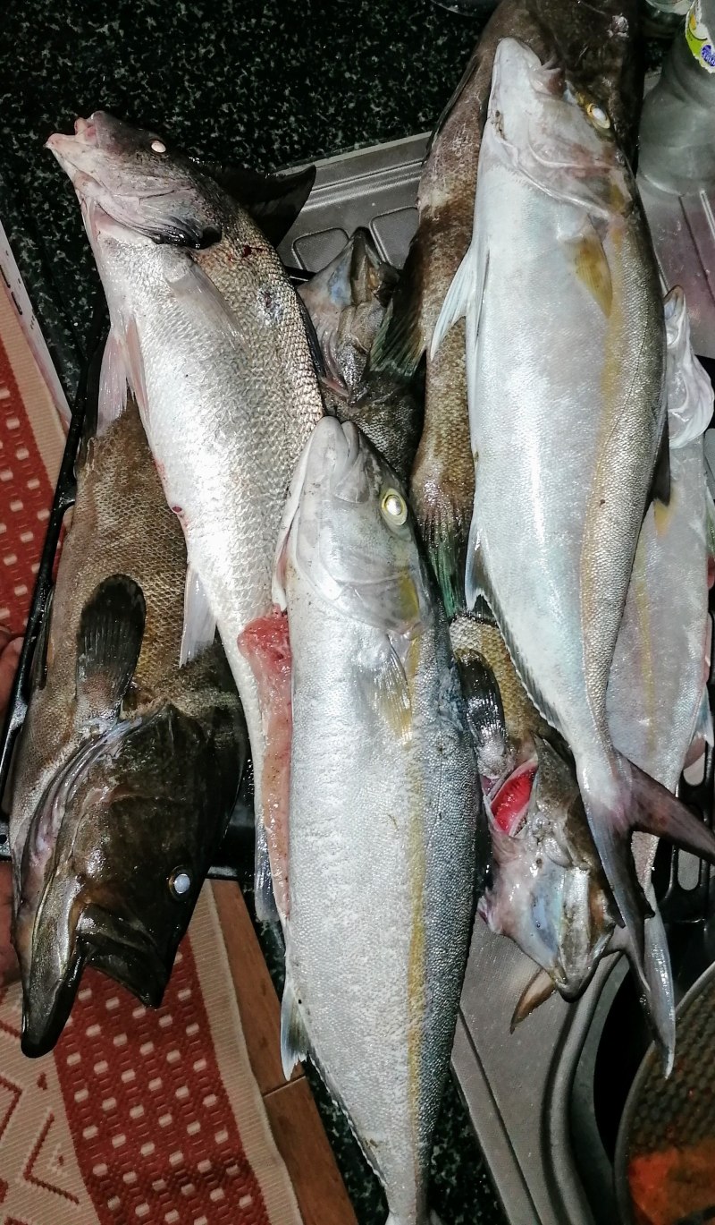Рыба Karakulak