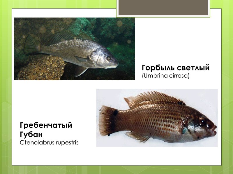 Горбыль Черноморский красная книга