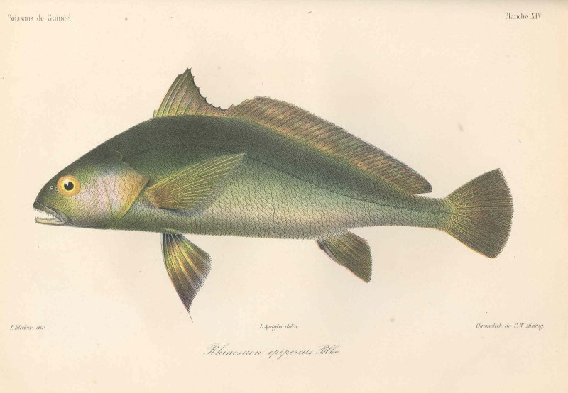 Плоскоголовый Капитанский горбыль (Pseudotolithus typus).