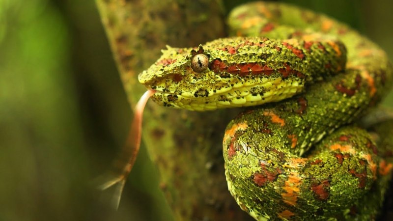 Bothriechis nigroviridis