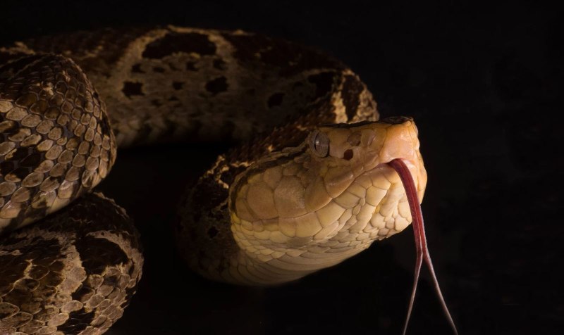 Ямкоголовая гадюка BOTHROPS Asper