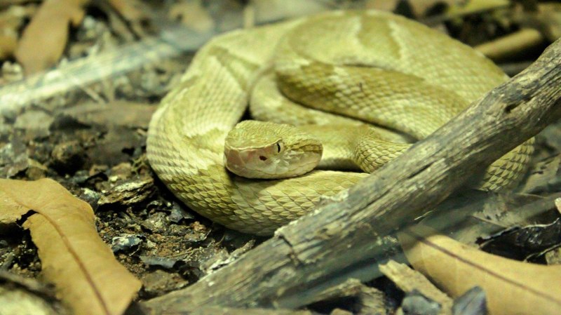 BOTHROPS insularis