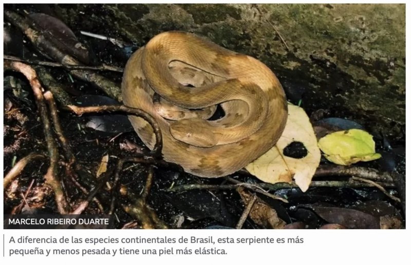 Ботропс (BOTHROPS insularis)