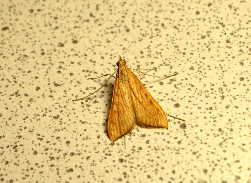 Мотылёк Луговой жёлтый. Sitochroa verticalis