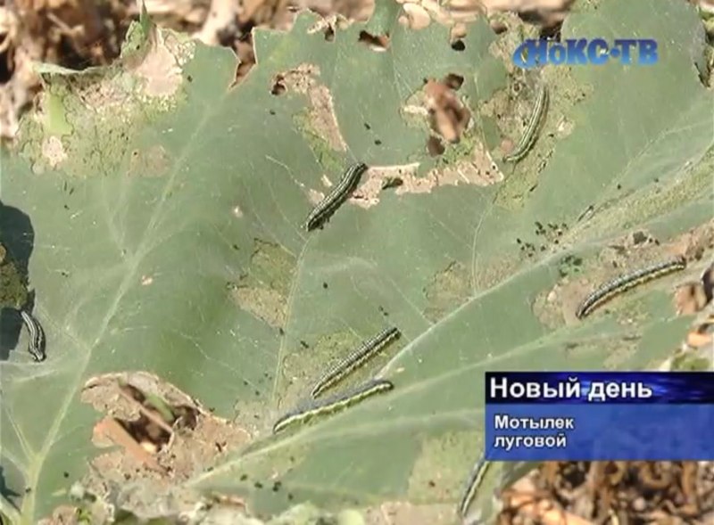 Нашествие Лугового мотылька