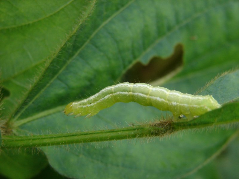 Helicoverpa armigera жизненный цикл