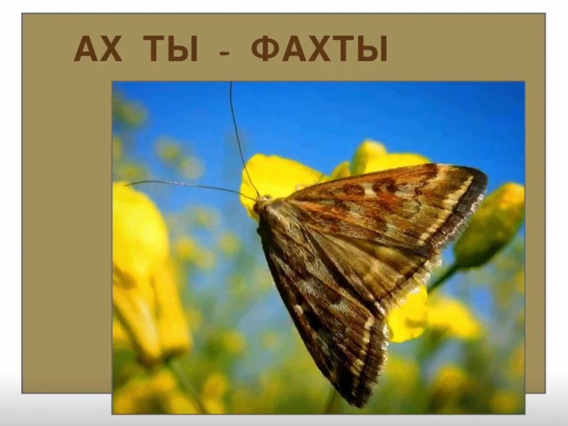 Бабочки и мотыльки в Грузии