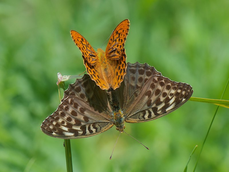 Перламутровка большая Лесная Argynnis paphia