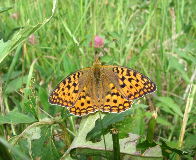 Перламутровка Аглая Argynnis Aglaja
