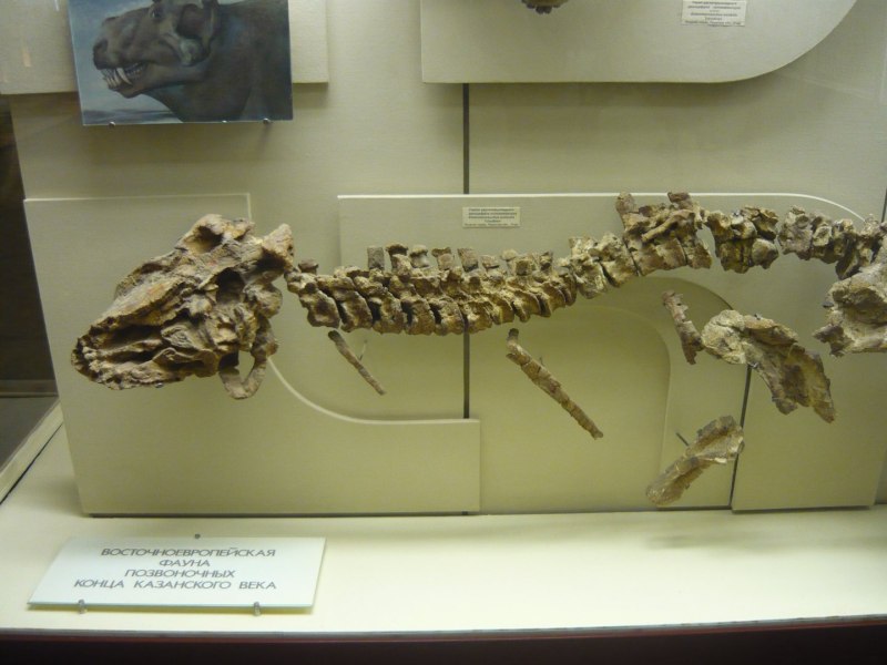Estemmenosuchus uralensis
