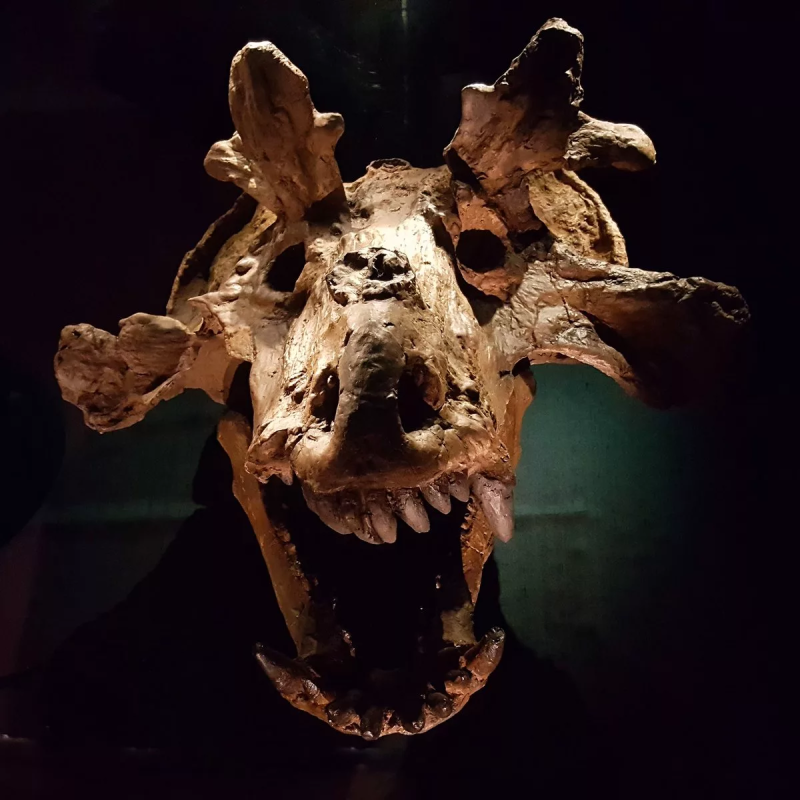 Estemmenosuchus uralensis
