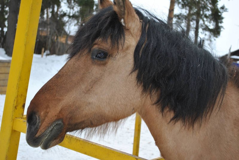 Вятский тяжеловоз лошадь