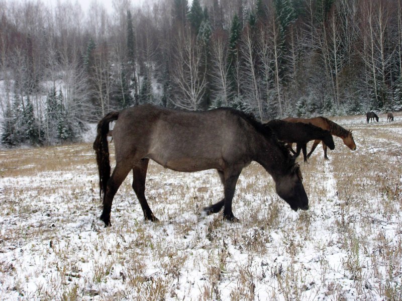 Вятский тяжеловоз лошадь