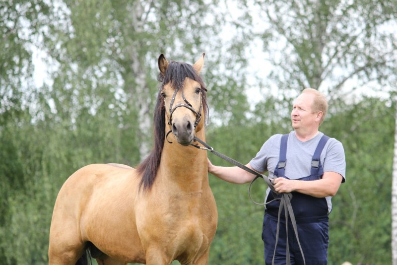 Вятский жеребец