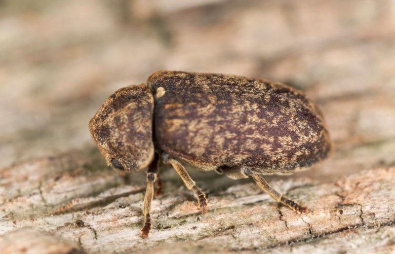 Жук древесный Точильщик (Xestobium rufovillosum