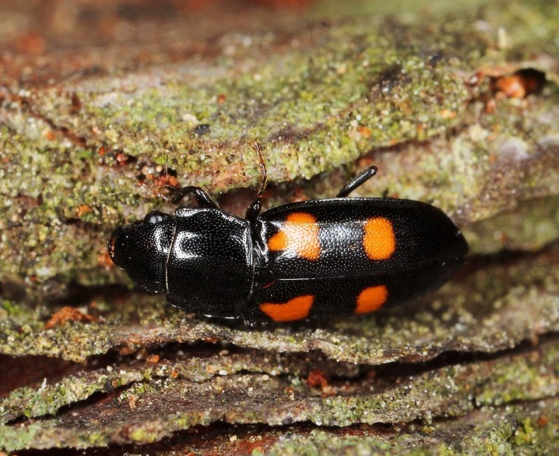 Glischrochilus Grandis