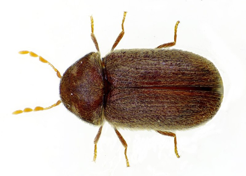 Хлебный Точильщик (Stegobium paniceum)