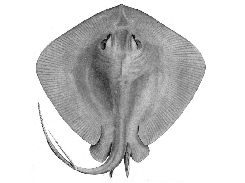 Bathytoshia brevicaudata