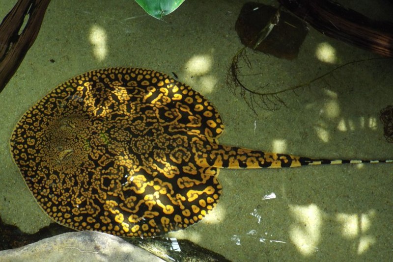 Potamotrygon hystrix