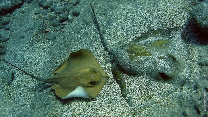 Скат-хвостокол в черном море