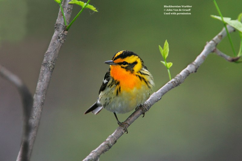 Yellow-throated Warbler