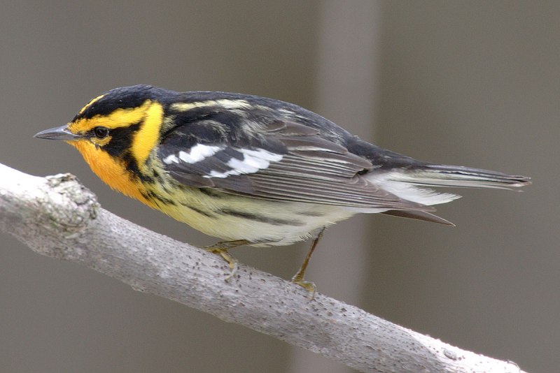 Blackburnian Warbler птица