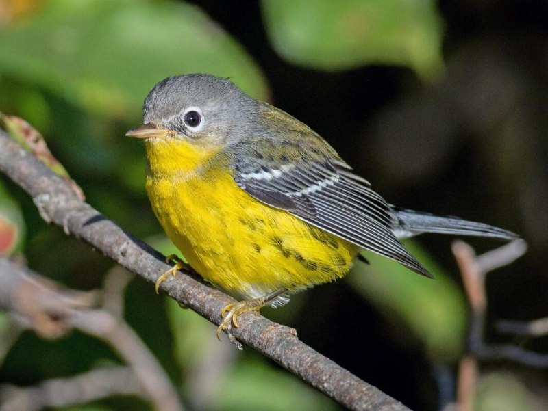 Magnolia Warbler