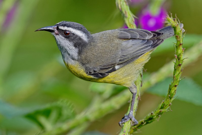 Coereba flaveola
