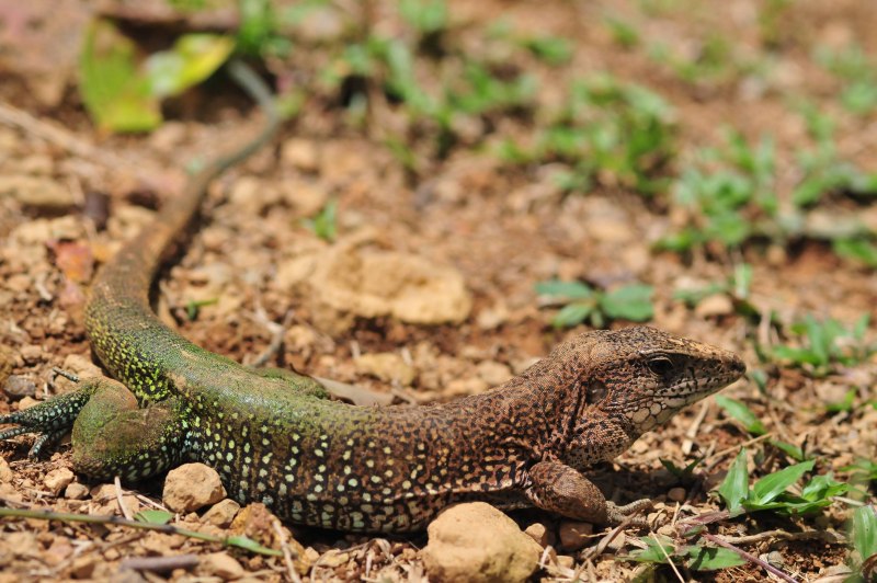 Ameiva Ameiva