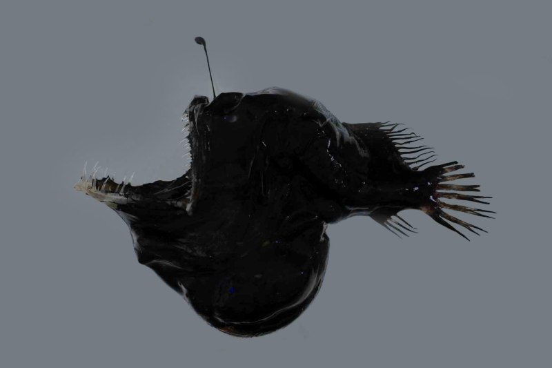 Melanocetus johnsonii