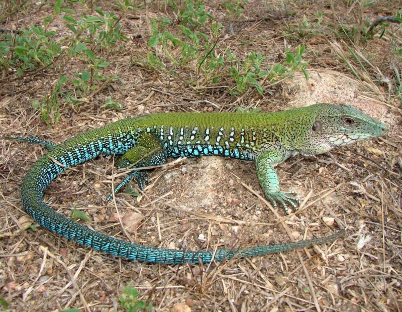 Ameiva Ameiva
