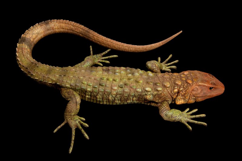 Caiman Lizard