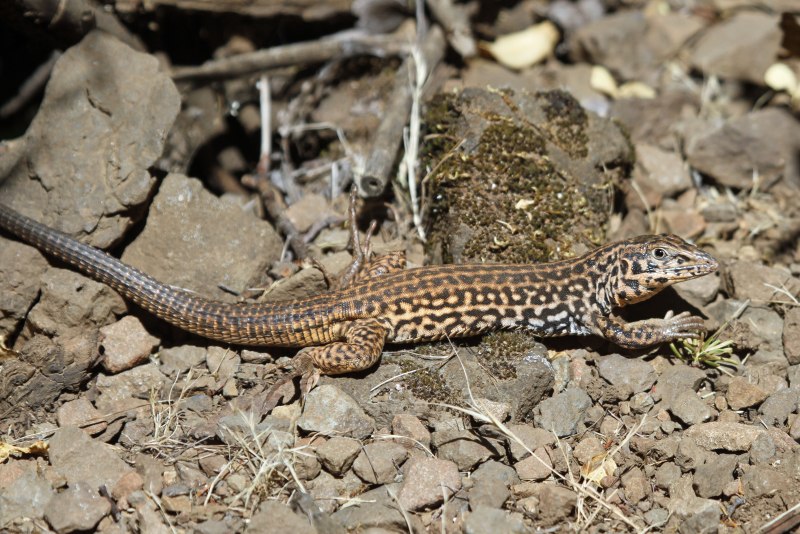Western Whiptail