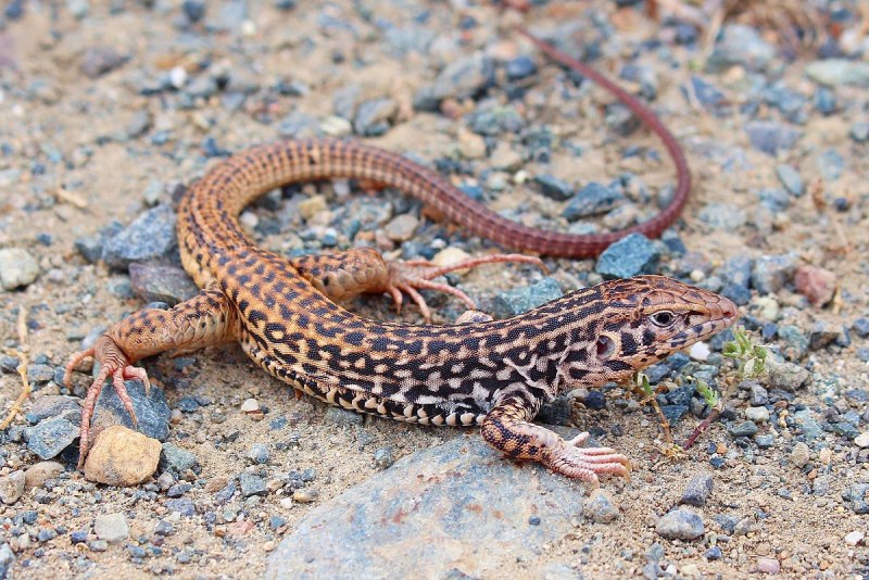 Аризонская полосатая древесная ящерица (Aspidoscelis arizonae)