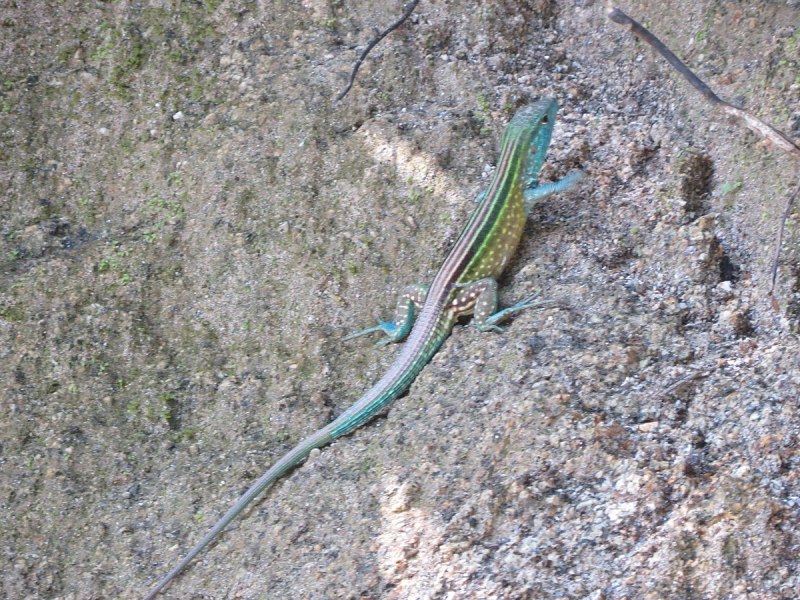 Cnemidophorus из североамериканского семейства тейид